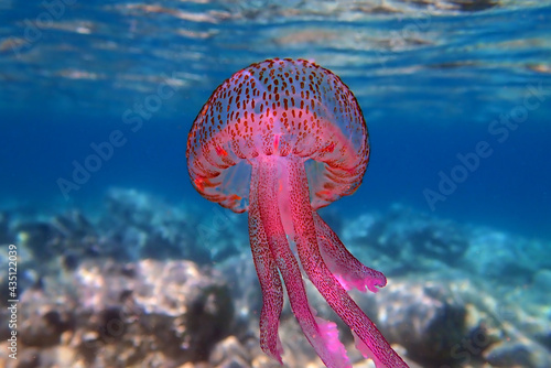 Foto Mauve stinger purple jellyfish - Pelagia noctiluca