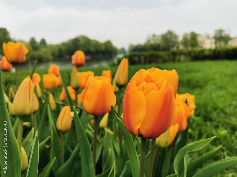 Orange tulips on a flower bed among green leaves. The festival of tulips on Elagin Island in St. Petersburg.