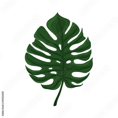 leaf monstera tropical