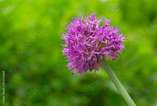 Decorative onion inflorescence