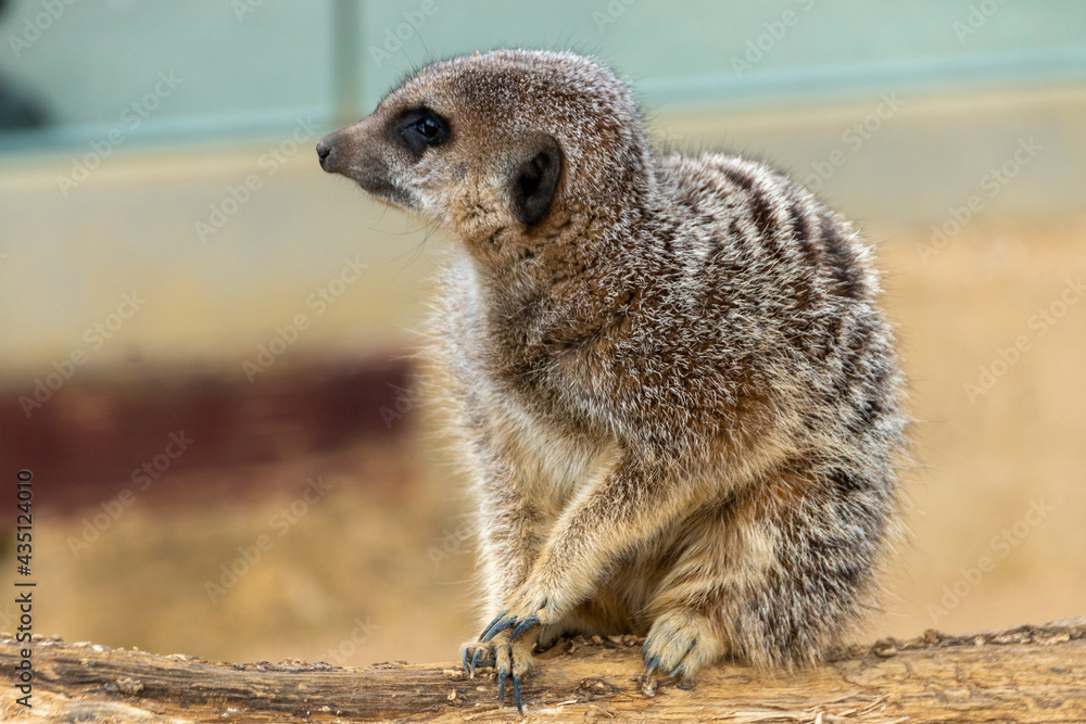 Fototapeta premium A Meerkat