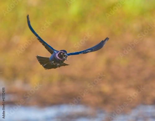 male boat tailed grackle (Quiscalus major) flying towards camera with mouth wide open, wings spread, purple iridescent head, brown and green background, water bokeh