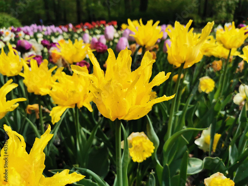 Yellow needle-shaped multi-petalled tulips. The festival of tulips on Elagin Island in St. Petersburg. photo