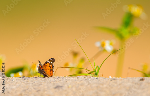 American Painted Lady (Vanessa virginiensis) butterfly looking away from camera, on sand dune with spanish needle (bidens alba) growing.  Orange yellow bokeh background. photo