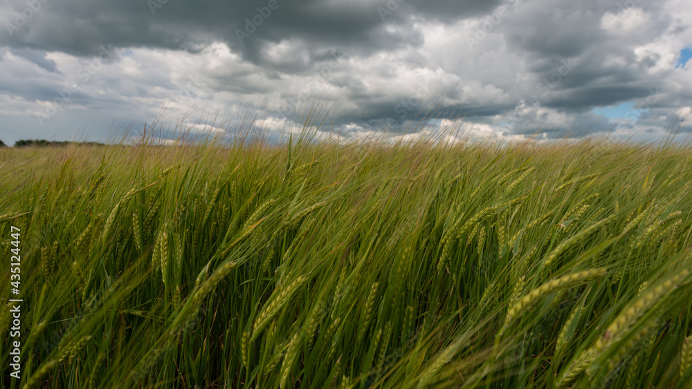 Wheat field and storm clouds before rain, panoramic landscape of agricultural field. Wheat field and storm clouds before rain, panoramic landscape of agricultural field.