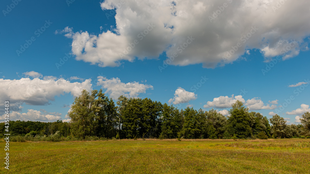 Deciduous trees with clouds in a meadow on a sunny day, panoramic rural landscape.