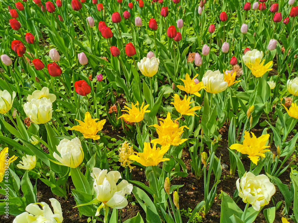 Obraz premium White double and yellow tulips with sharp petals. The festival of tulips on Elagin Island in St. Petersburg.