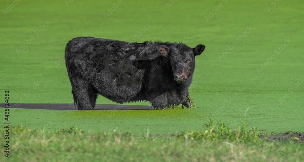 black Angus cow (Bos taurus) cooling off in shallow pond filled with giant duckweed (Spirodela polyrhiza), looking at camera black Angus cow (Bos taurus) cooling off in shallow pond filled with giant duckweed (Spirodela polyrhiza), looking at camera