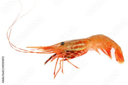 fresh raw red coral shrimp isolated on white background