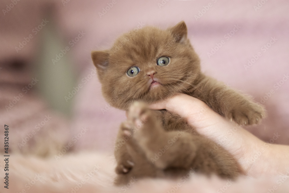 Extram niedliches Katzenbaby BKH Kitten ganz verträumt Extram niedliches Katzenbaby BKH Kitten ganz verträumt