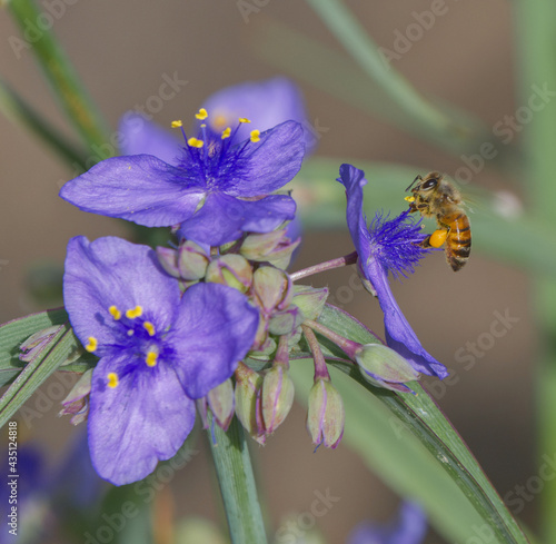 ohio spiderwort, bluejacket (Tradescantia ohiensis), clumped showing bright purple yellow petals with yellow pollen heads, bokeh background, extreme detail with a honey bee (Apis mellifera) photo