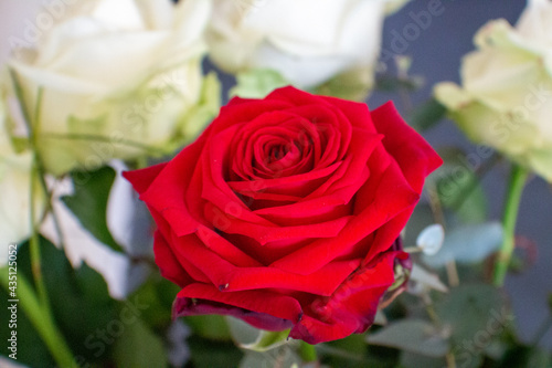 A red rose with white roses in the background