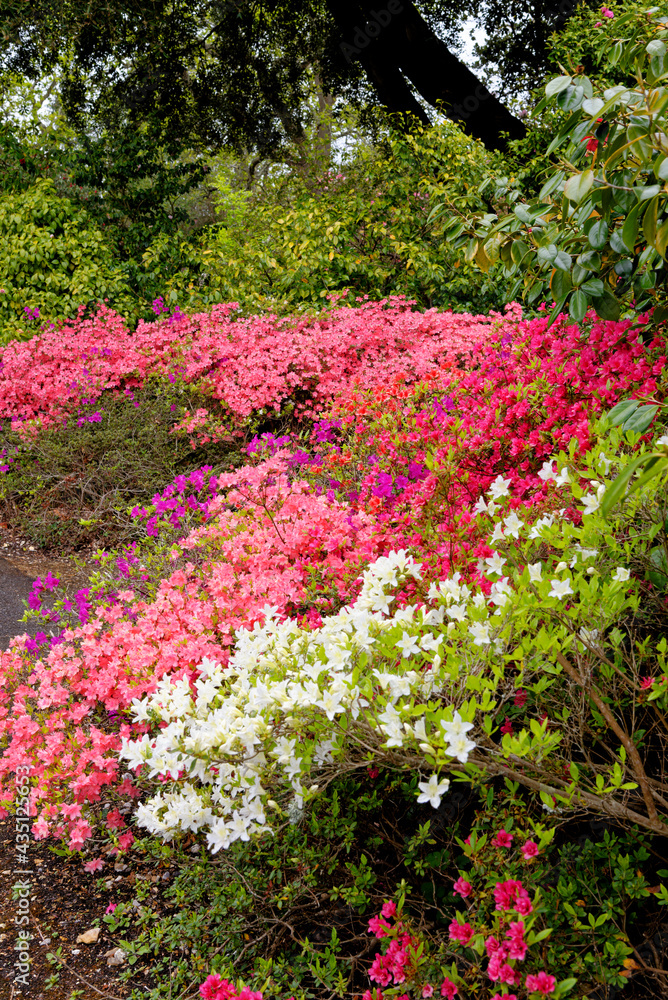 Chelsea Reach Rhododendron - flowers and leaves in spring