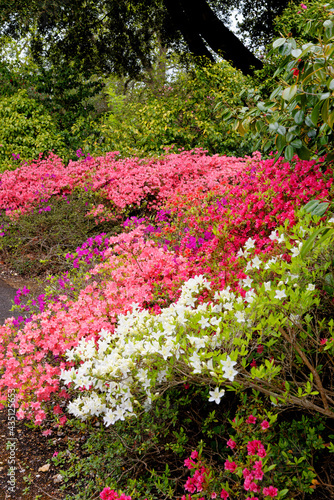 Fototapeta Naklejka Na Ścianę i Meble -  Chelsea Reach Rhododendron - flowers and leaves in spring