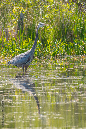 Great blue heron wading in calm water of lake