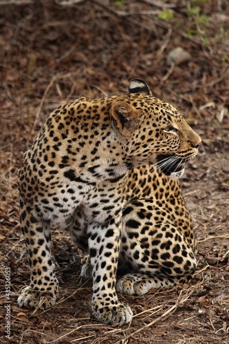 The African leopard  Panthera pardus pardus  male have a rest before the hunt. Hunting African Leopard.