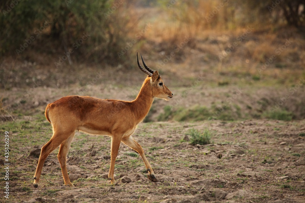 The lechwe (Kobus leche) male walking in the dry bush. The lechwe (Kobus leche) male walking in the dry bush.