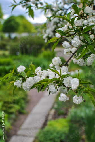 Chinese bush cherry Alba Plena Celasus glandulosa