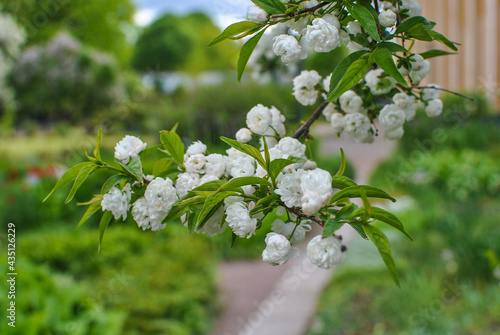 Chinese bush cherry Alba Plena Celasus glandulosa