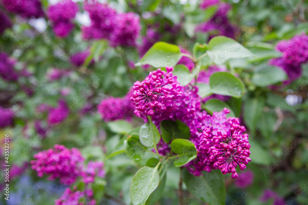 Common lilac (Syringa vulgaris) blooming in spring
Common lilac (Syringa vulgaris) blooming in spring