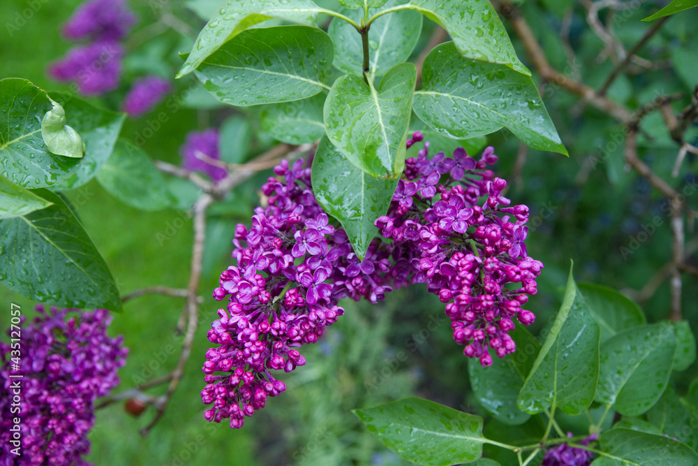 Common lilac (Syringa vulgaris) blooming in spring	
