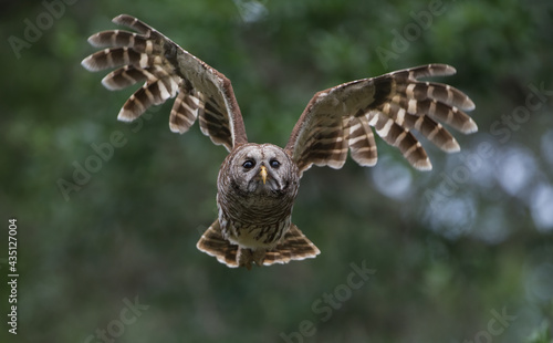 Barred owl Strix varia flying towards camera, wings up and spread, eyes focused, determined look, green trees and leaves bokeh background, back lighting on feathers