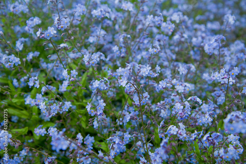 Forget-me-not plant blooming with blue flowers 