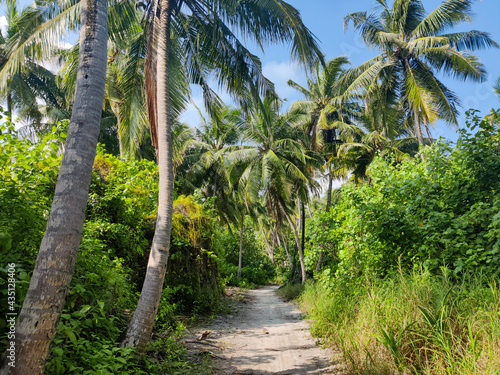 Fototapeta Naklejka Na Ścianę i Meble -  Tropical forest walk path, road between palm coconut trees, exotic island vegetation. travel holiday vacation