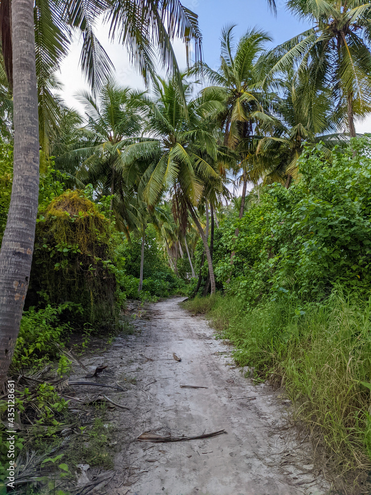 Tropical forest walk path, road between palm coconut trees, exotic island vegetation. travel holiday vacation
