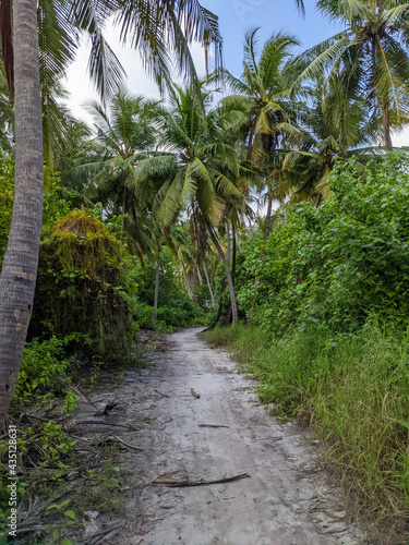 Tropical forest walk path  road between palm coconut trees  exotic island vegetation. travel holiday vacation