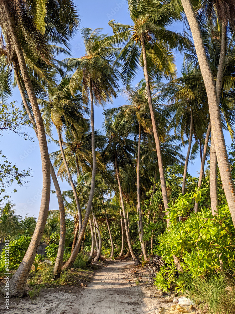 Tropical forest walk path, road between palm coconut trees, exotic island vegetation. travel holiday vacation Tropical forest walk path, road between palm coconut trees, exotic island vegetation. travel holiday vacation