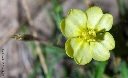 Common evening primrose (Oenothera biennis) is a biennial common to a wide variety of upland sites throughout Florida,  large showy yellow flowers, lanceolate petals photo