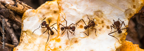 Formigas cortadeiras na casca de laranja photo