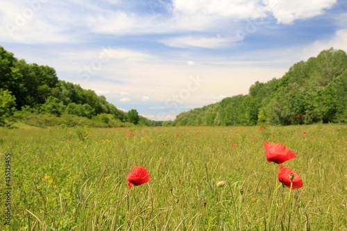 Meadow with red poppies on the bank of the Kamchia river (Bulgaria) photo