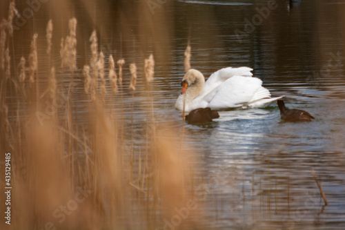 łabędź niemy photo