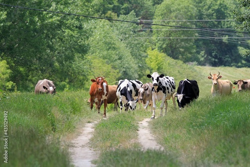 A herd of colorful cows grazing in a meadow