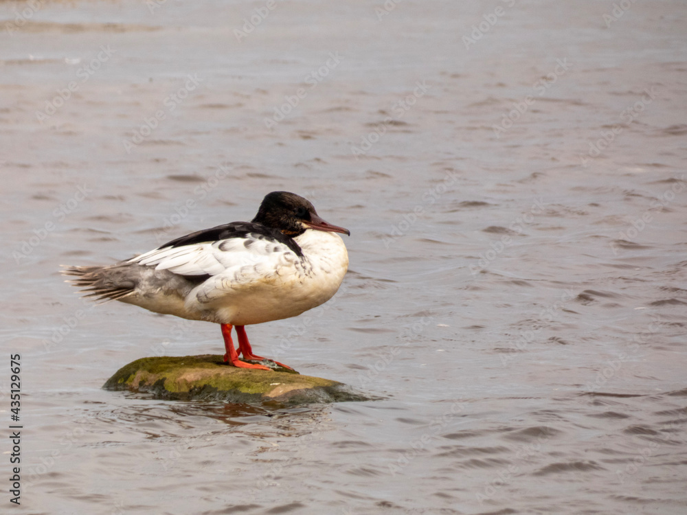 duck on the beach duck on the beach