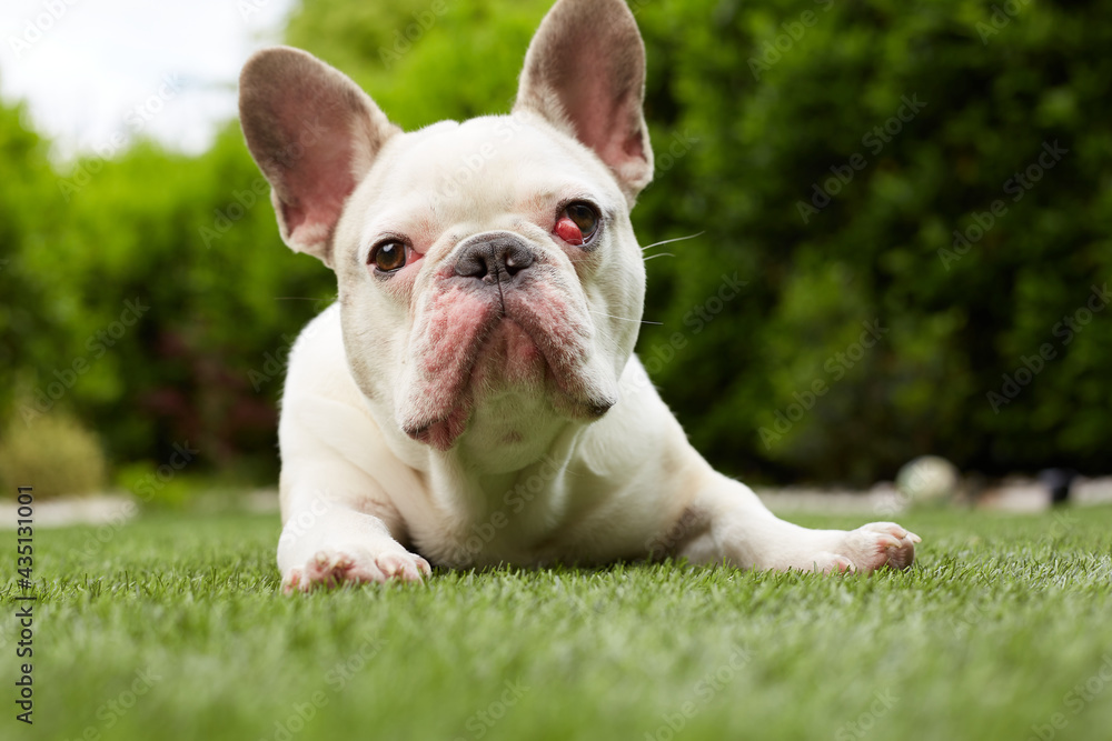 French bulldog with nictitating membrane French bulldog with nictitating membrane