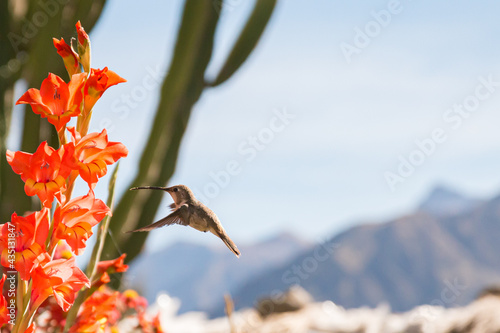 Peru colibri © Tom