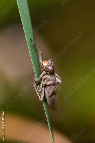 Dragonfly exuvia macro brown with green background photo