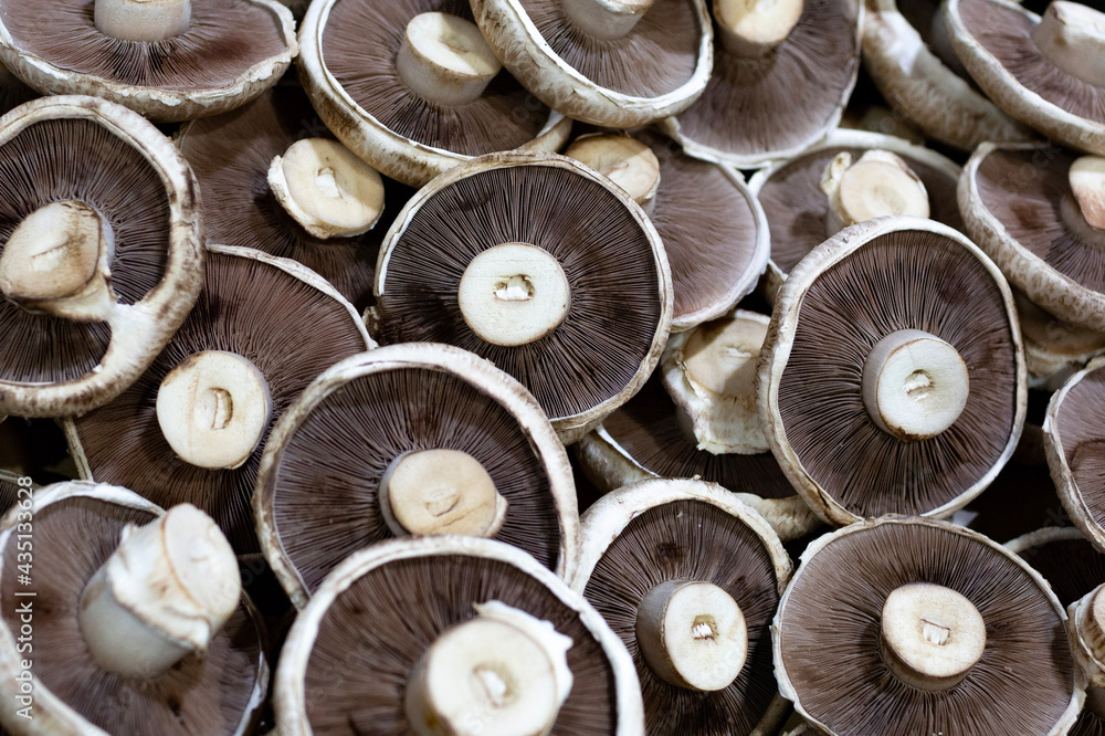 mushrooms in the market mushrooms in the market