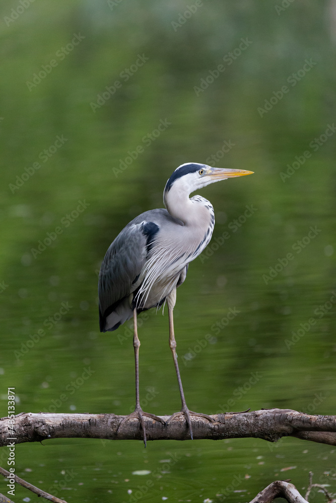 Fototapeta premium Portrait of grey heron with green background 