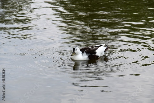 Ptactwo , Kaczki plywajace na wodzie © 120iwonka