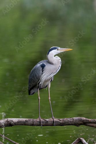 Portrait of grey heron with green background 
