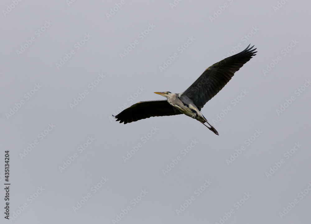 Fototapeta premium Flying grey heron with blue grey sky
