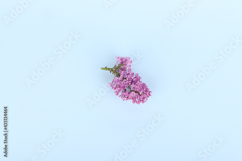 Isolated lilac flower on blue background-top view photo