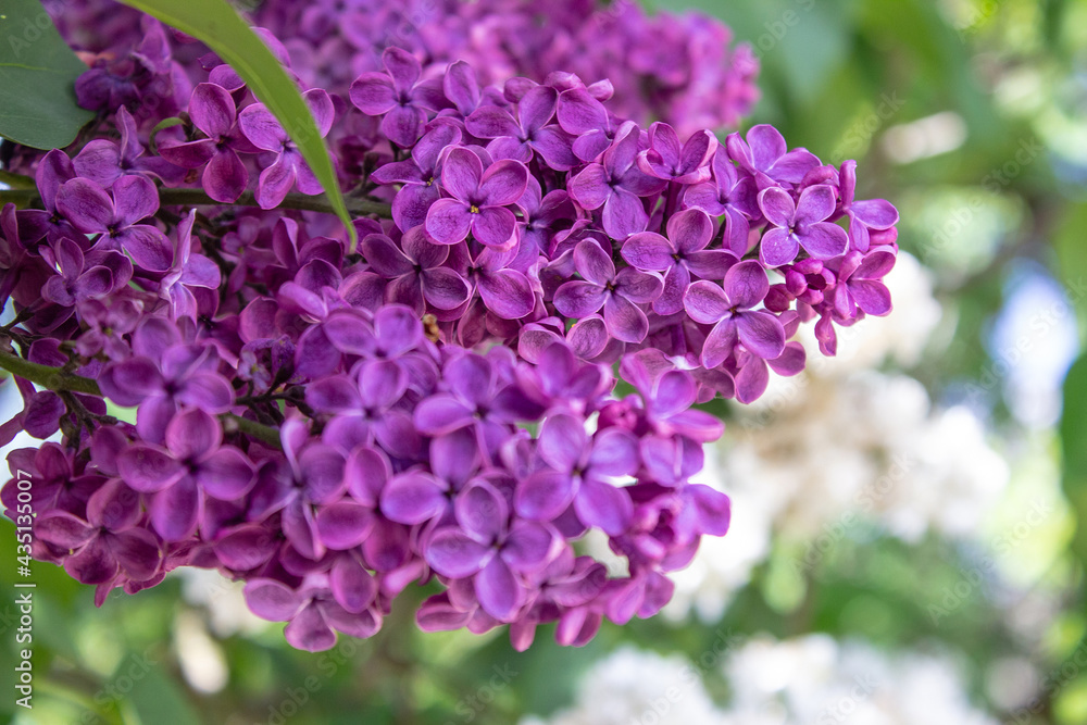 Bright blooms of spring Purple lilac as background. Syringa vulgaris, the lilac or common lilac, is a species of flowering plant in the olive family Oleaceae. Copy space for text Bright blooms of spring Purple lilac as background. Syringa vulgaris, the lilac or common lilac, is a species of flowering plant in the olive family Oleaceae. Copy space for text