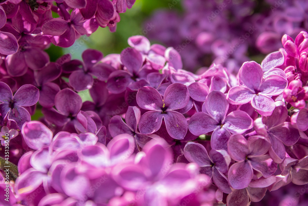 Bright blooms of spring Purple lilac as background. Syringa vulgaris, the lilac or common lilac, is a species of flowering plant in the olive family Oleaceae. Copy space for text Bright blooms of spring Purple lilac as background. Syringa vulgaris, the lilac or common lilac, is a species of flowering plant in the olive family Oleaceae. Copy space for text