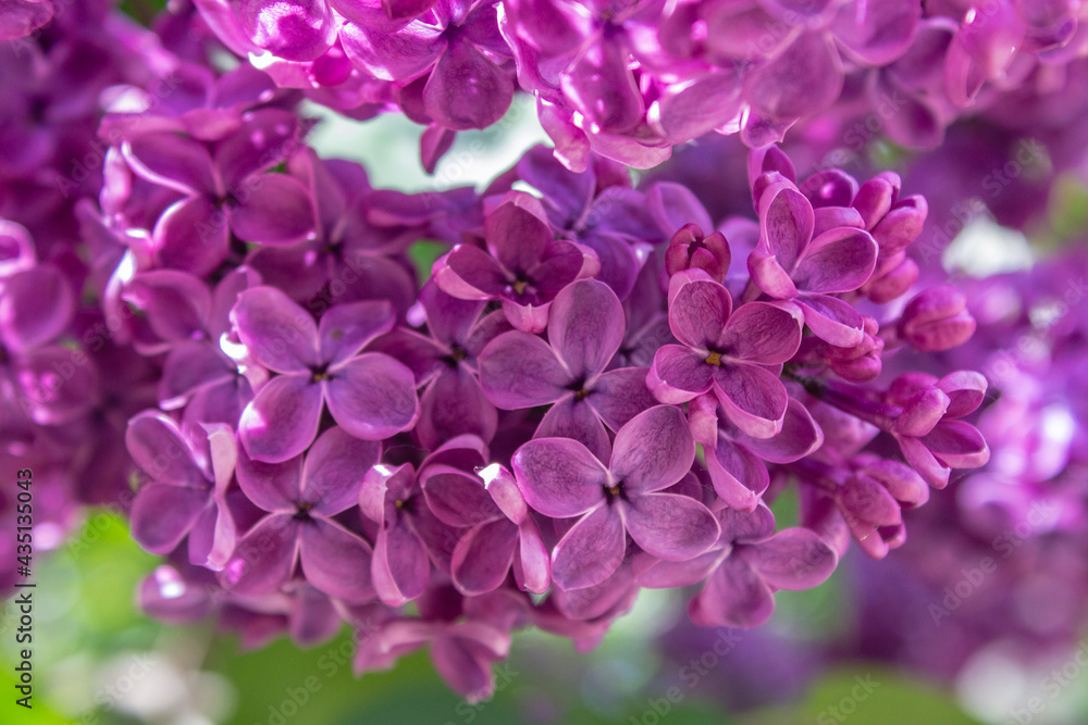 Bright blooms of spring Purple lilac as background. Syringa vulgaris, the lilac or common lilac, is a species of flowering plant in the olive family Oleaceae. Copy space for text Bright blooms of spring Purple lilac as background. Syringa vulgaris, the lilac or common lilac, is a species of flowering plant in the olive family Oleaceae. Copy space for text