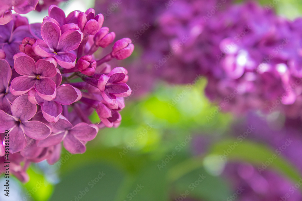Bright blooms of spring Purple lilac as background. Syringa vulgaris, the lilac or common lilac, is a species of flowering plant in the olive family Oleaceae. Copy space for text Bright blooms of spring Purple lilac as background. Syringa vulgaris, the lilac or common lilac, is a species of flowering plant in the olive family Oleaceae. Copy space for text